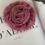 Le Rose Rosa